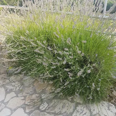 Lavanda
